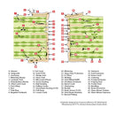 PCB Multi-Issue Microsection Wall Poster